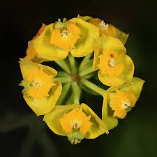 Attēlu rezultāti vaicājumam “Euphorbia cyparissias flower”