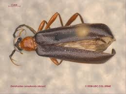 Attēlu rezultāti vaicājumam “Pyrochroidae”