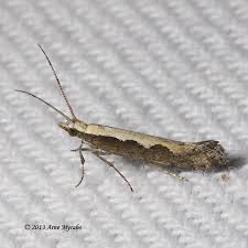 Attēlu rezultāti vaicājumam “Plutellidae”