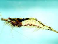 Attēlu rezultāti vaicājumam “Lepyronia coleoptrata”