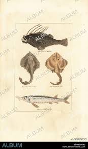 Image result for Raja radula