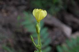 Attēlu rezultāti vaicājumam “Oenothera biennis bud”
