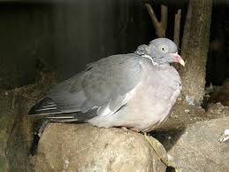 Attēlu rezultāti vaicājumam “Columba palumbus adult”