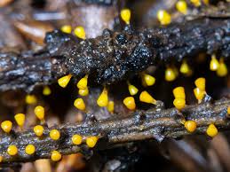 Attēlu rezultāti vaicājumam “Amaurochaete atra macro”