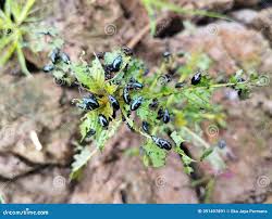 Attēlu rezultāti vaicājumam “Alticinae”