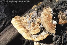 Attēlu rezultāti vaicājumam “Coriolopsis trogii”