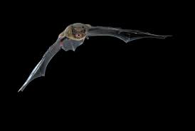 Attēlu rezultāti vaicājumam “Pipistrellus nathusii”