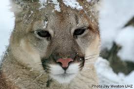 Image result for Craigmount Cougars