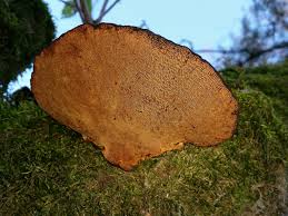 Attēlu rezultāti vaicājumam “Daedaleopsis confragosa”