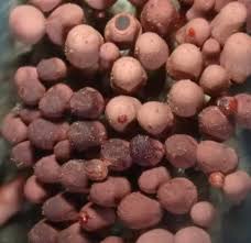 Attēlu rezultāti vaicājumam “Arcyria helvetica young”