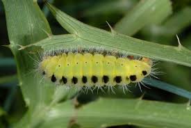 Attēlu rezultāti vaicājumam “Zygaena lonicerae larva”