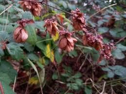 Attēlu rezultāti vaicājumam “Humulus lupulus bud”