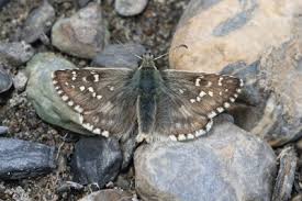 Attēlu rezultāti vaicājumam “Pyrgus alveus upperside”
