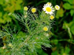 Attēlu rezultāti vaicājumam “Tripleurospermum inodorum leaf”