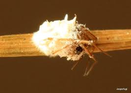 Attēlu rezultāti vaicājumam “Torrubiella arachnophila”