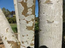 Attēlu rezultāti vaicājumam “Lecanora carpinea”