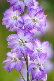 Image result for Delphinium consolida