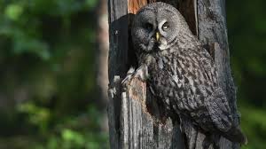 Attēlu rezultāti vaicājumam “Strix uralensis adult”