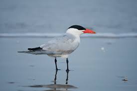 Attēlu rezultāti vaicājumam “Hydroprogne caspia”