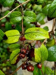 Attēlu rezultāti vaicājumam “Lonicera ferdinandii”
