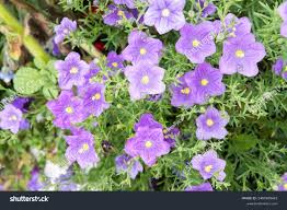 Image result for Nierembergia