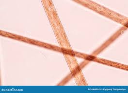 Image result for human hair microscope image