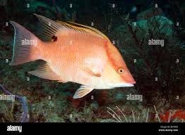 Image result for Lachnolaimus maximus