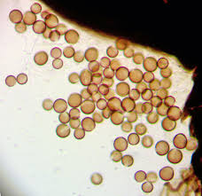 Attēlu rezultāti vaicājumam “Comatricha laxa spores”
