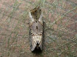 Attēlu rezultāti vaicājumam “Abrostola tripartita”