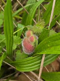 Attēlu rezultāti vaicājumam “Liposthenes glechomae”