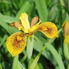 Attēlu rezultāti vaicājumam “Iris pseudacorus leaf”