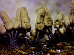 Attēlu rezultāti vaicājumam “Collaria rubens spores”