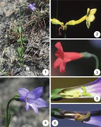 Attēlu rezultāti vaicājumam “Gentianaceae”