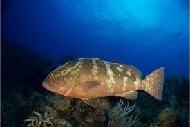 Image result for Epinephelus striatus