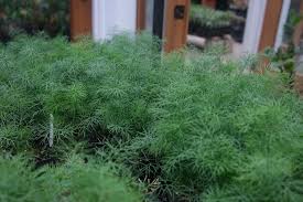 Attēlu rezultāti vaicājumam “Anethum graveolens”