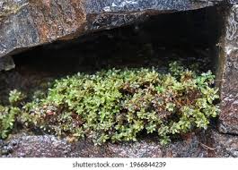 Attēlu rezultāti vaicājumam “Encalypta”