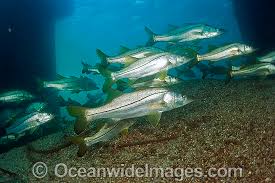 Image result for Centropomus undecimalis