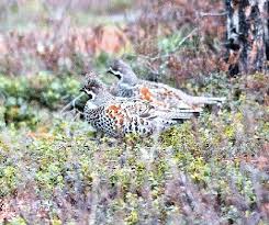 Attēlu rezultāti vaicājumam “Tetrastes bonasia”
