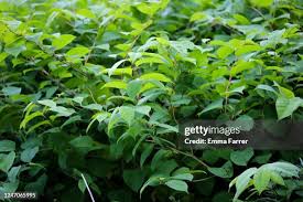 Attēlu rezultāti vaicājumam “Reynoutria japonica”