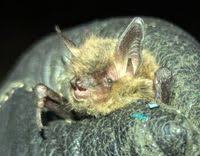Attēlu rezultāti vaicājumam “Myotis brandtii”