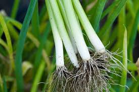 Attēlu rezultāti vaicājumam “Allium cepa”