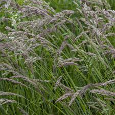 Attēlu rezultāti vaicājumam “Holcus lanatus  fruit”