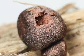 Attēlu rezultāti vaicājumam “Lycogala confusum”