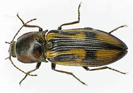 Attēlu rezultāti vaicājumam “Selatosomus cruciatus”