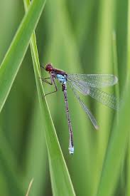 Attēlu rezultāti vaicājumam “Erythromma najas”