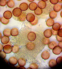 Attēlu rezultāti vaicājumam “Badhamiopsis scripta spores”