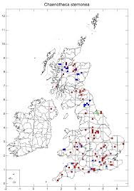Attēlu rezultāti vaicājumam “Chaenotheca stemonea”