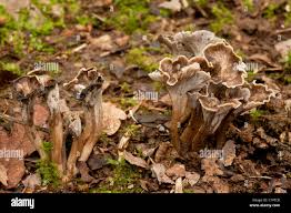 Attēlu rezultāti vaicājumam “Pseudocraterellus”