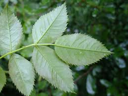 Attēlu rezultāti vaicājumam “Rosa subcanina leaf”