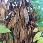 Attēlu rezultāti vaicājumam “Fraxinus excelsior fruit”